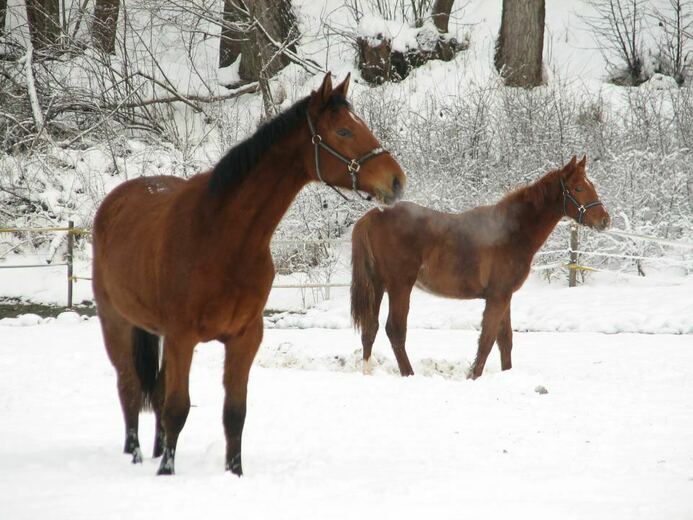 paarden in de Sneeuw - Česká Metuje